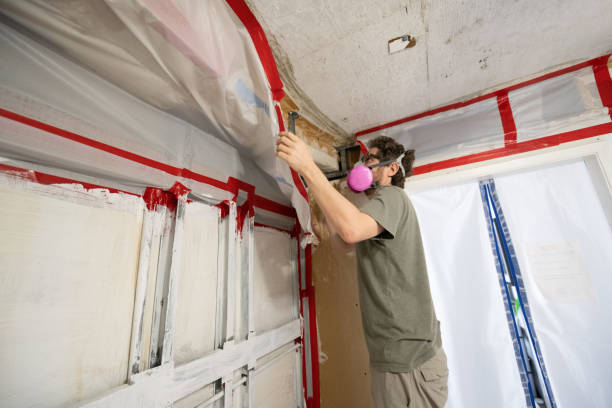 Trusted Palmview South, TX Mold Removal Experts